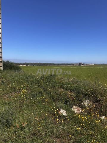 هكتار مغروس بالأشجار للبيع بسيدي رحال على الشاطئ