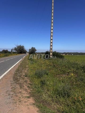 هكتار مغروس بالأشجار للبيع بسيدي رحال على الشاطئ