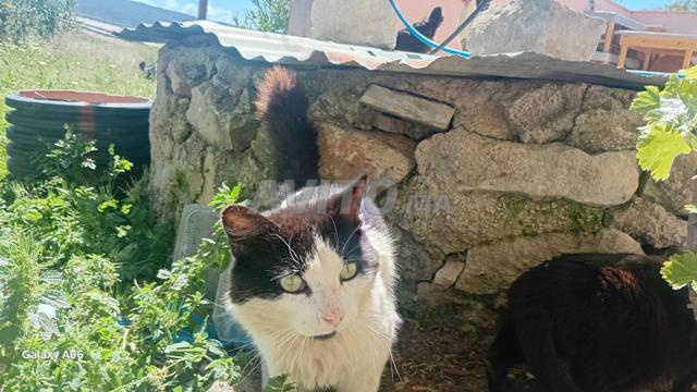 Chat mâle persan américain domestique à vendre