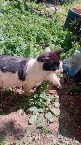 Chat mâle persan américain domestique à vendre - 2