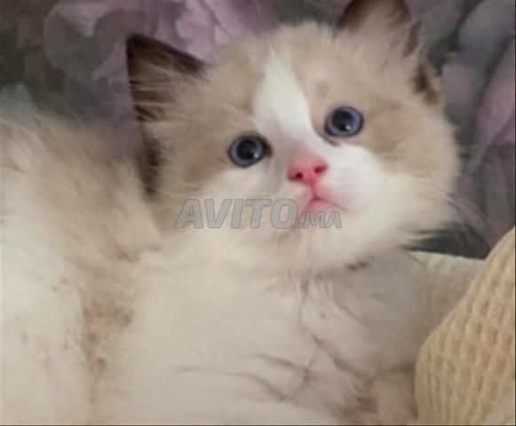 Chaton Ragdoll pointes