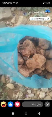 Truffe sauvage marocaine