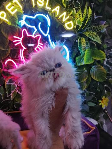 قطط فارسية متاحة - 2