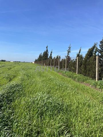 Terre agricole à vendre Douar Al Massira Al Ghadira, El Bir Jdid
