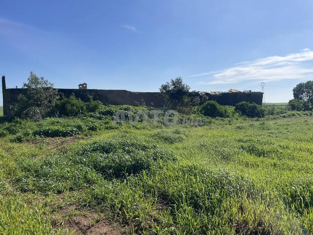 Terre agricole à vendre Douar Al Massira Al Ghadira, El Bir Jdid - 2
