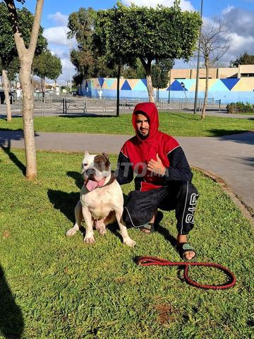 مال ستانف و فقاعة أمريكية - 2