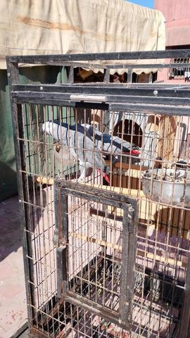 رمادي غابون - 2