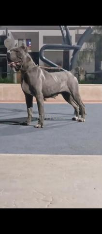 أنثى كاني كورسو رائعة نقية السلالة - 2