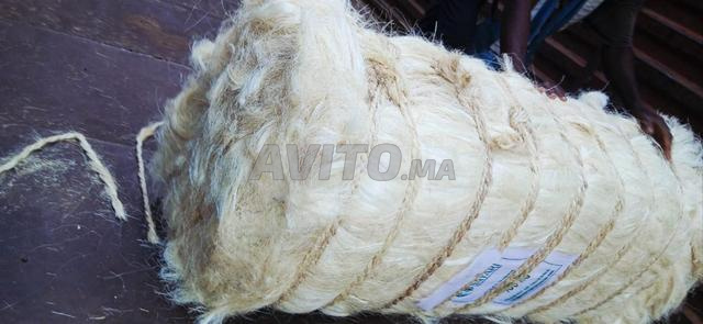 فيلس هوتا جملة - 2