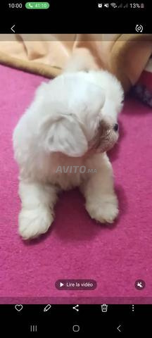 Bichon Maltais - femelle