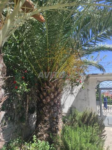 نخل بقين مزينن  لي بغاهم مرحبا - 2