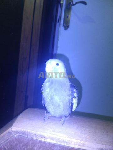 كالوبسيت مدرب - 2