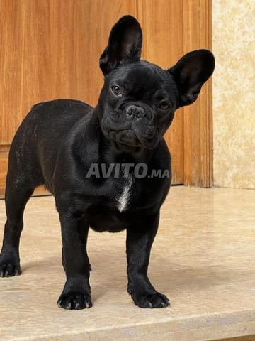 Chiot Bouledogue Français - 2