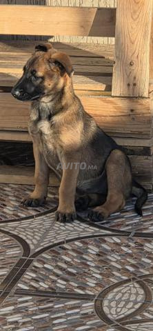 أنثى مالينوا عمرها شهرين - 2