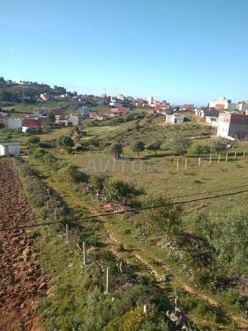 طنجة عين دالية صغيرة