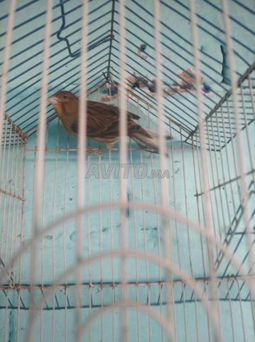 Mâle canari avec sa cage - 2