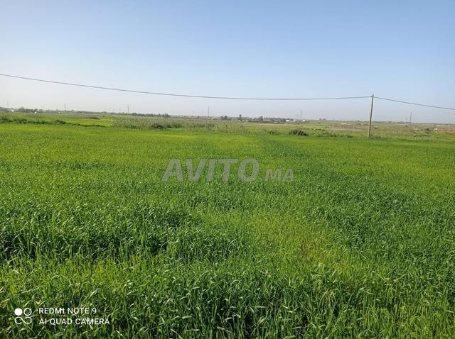 Hectare à vendre sur goudron près de Tétir - 2