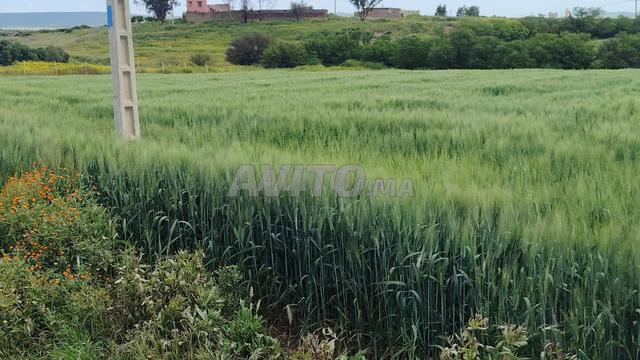 Terrains agricoles titrés à Bir Jdid - 2