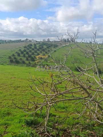 Hectare équipé pour étudiants près de Tiflet - 2
