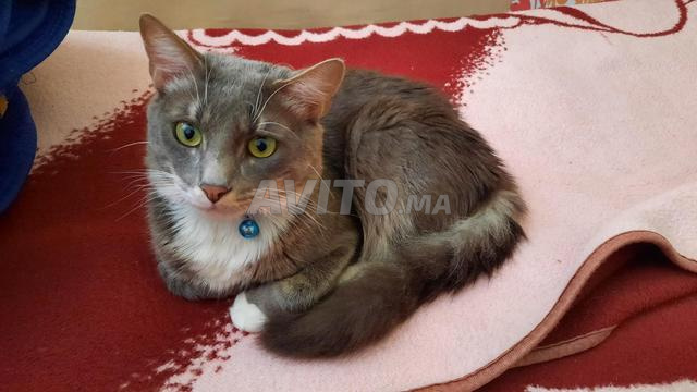 قطط للتبني مجاناً 3 ذكور - 2