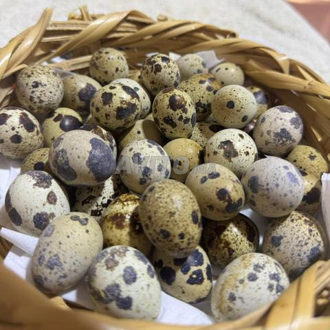 مرحباً بالجملة - 2