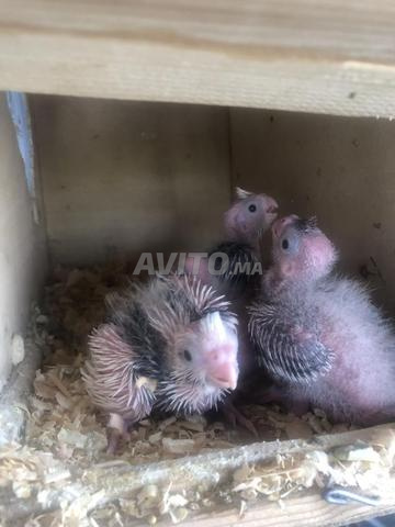 جرو كلب بوليسي للبيع - 2