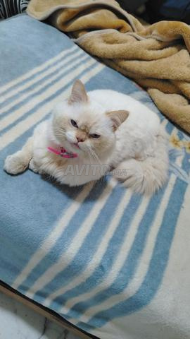 قط هملايا - 2