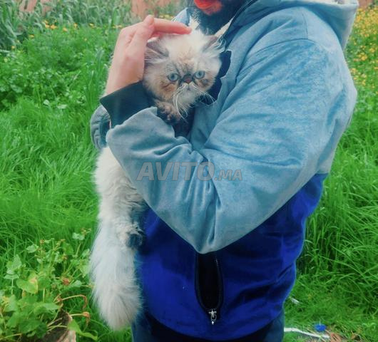 قط فارسي بلو بوينت - 2