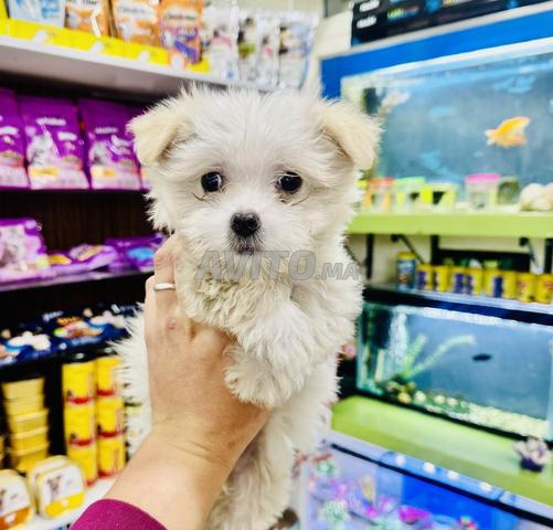 بيشون مالطي قزم - 2