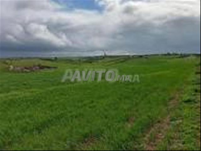 Terrains agricoles titrés El Jadida pour habitation et investissement