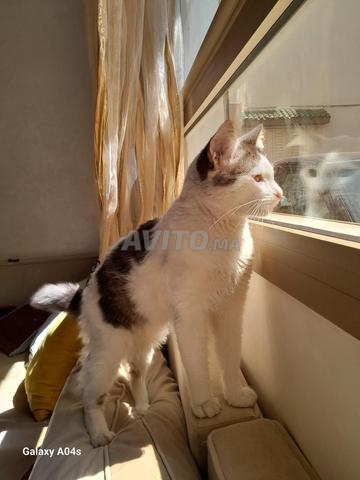 قطة للتبني. مجانا. - 2