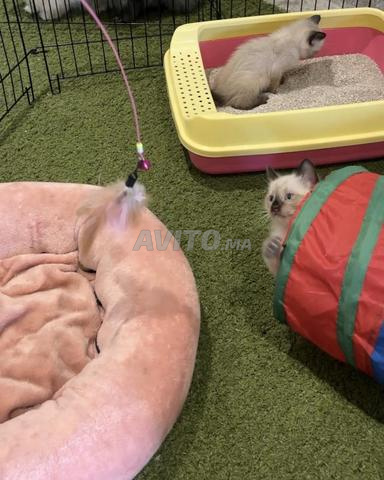 قط سيامي صغير - 2