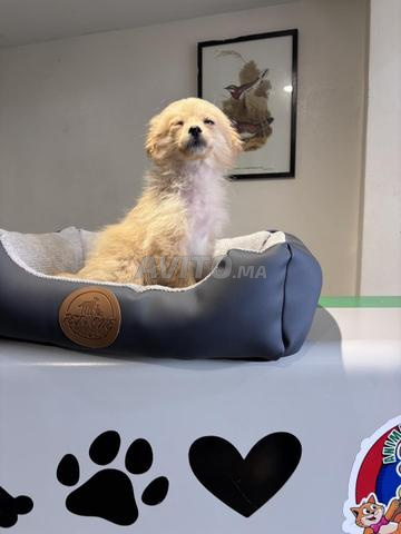 تشيواوا بومتشي - 2