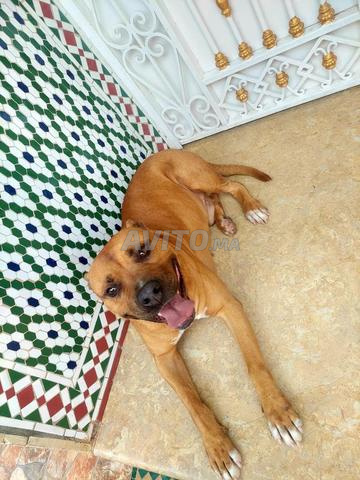 Chien maison vacciné race Staff