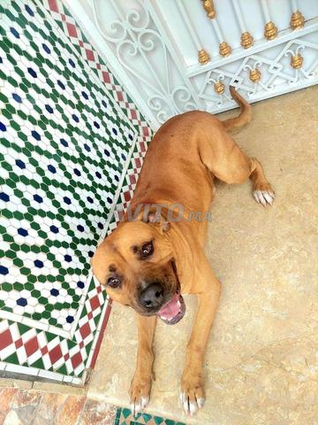 كلب منزل ملقح سلالة ستاف - 2