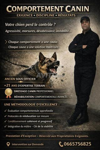 Dressage de chiens à domicile meknes fes