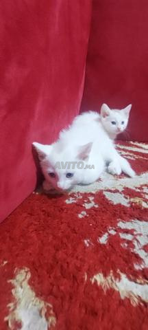 قط أونغورا تركي للبيع - 2