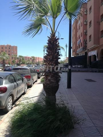 Grand bureau cabinet médical