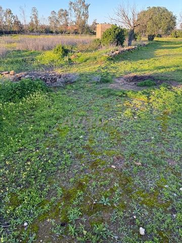 Terrain Bouskoura - 2