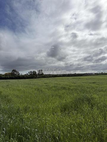 Terrains enregistrés à Bir Jdid à vendre pour l'agriculture et l'investissement