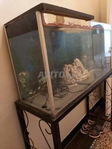 حوض سمك للبيع - 2