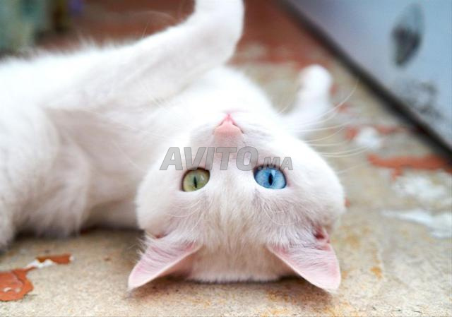 Chaton angora bébé