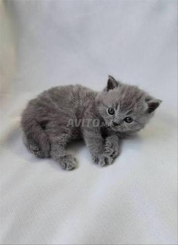 Bébé chaton Scottish Straight gris - 2
