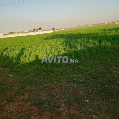 أراضي فلاحية محفظة بسيدي رحال للسكن - 2