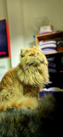 ذكر فارسي - 2