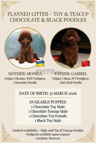 Chiot poodle très petit toy pedigree MKC - 2