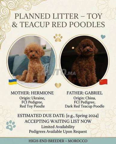 جرو بودل صغير جداً توي ذو نسب MKC