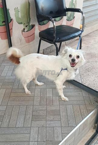 أنثى بيكنواه - 2