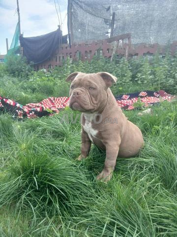 Chien de race à vendre - 2