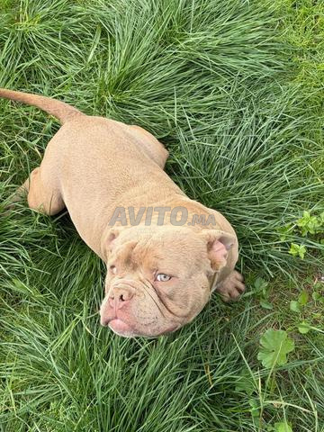 كلب سلالة للبيع